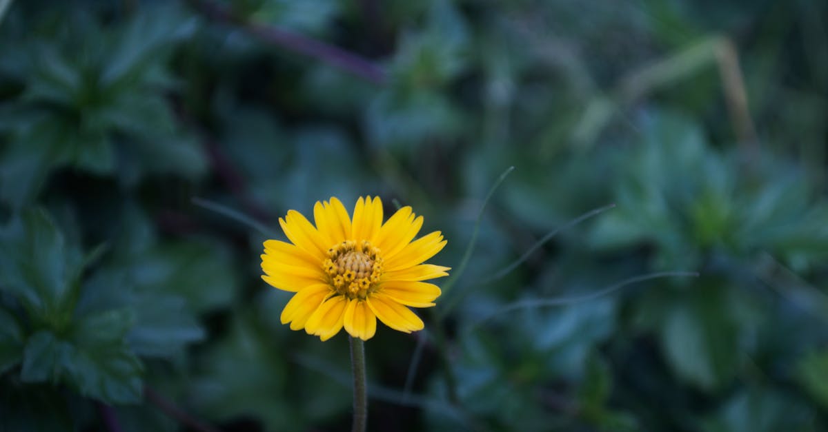 Free stock photo of alone flower, flower, yellow flower