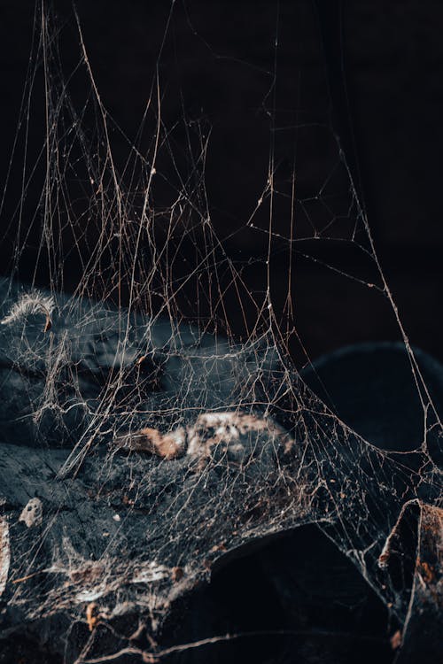 蜘蛛網 的 免費圖庫相片