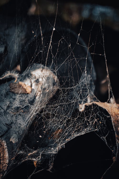 Web, 蜘蛛網 的 免費圖庫相片