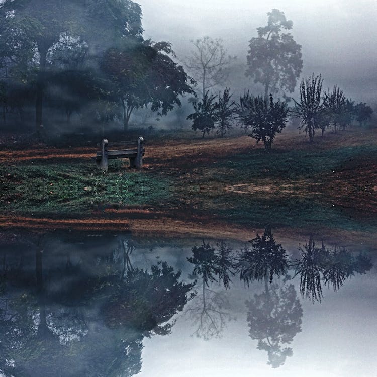 бесплатная Зеленый лес возле дороги и воды Стоковое фото