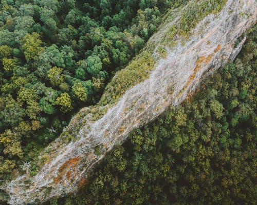 Aerial Photography Of Trees