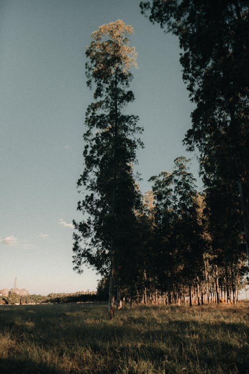 A field with tall trees and grass