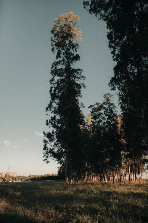 Free Serene view of a rural field with tall trees at sunset, showcasing natural beauty. Stock Photo