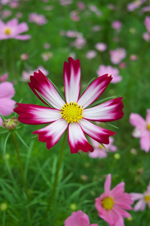 Fotobanka s bezplatnými fotkami na tému divý, farba, flóra