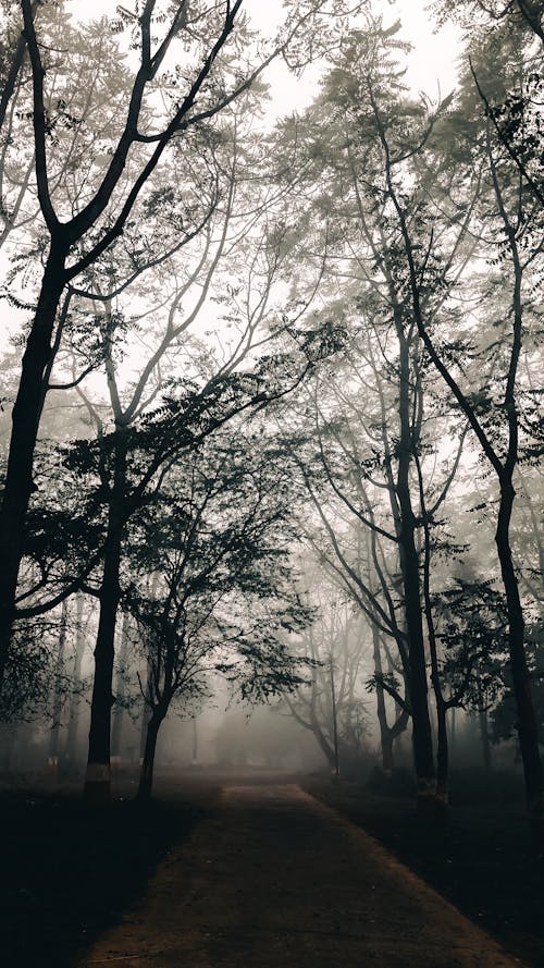 A path through the fog with trees on both sides
