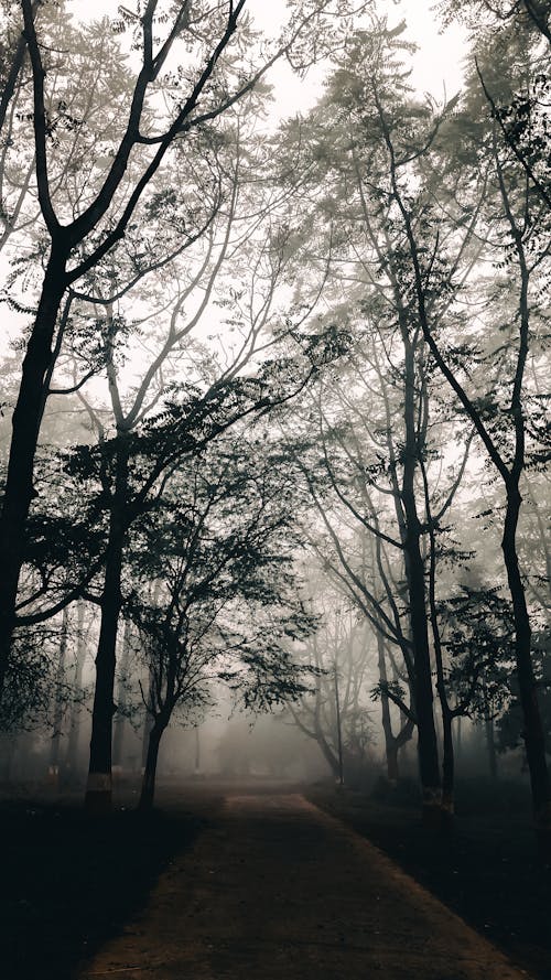 Imagine de stoc gratuită din arbore, atmosferă sumbră, cădere