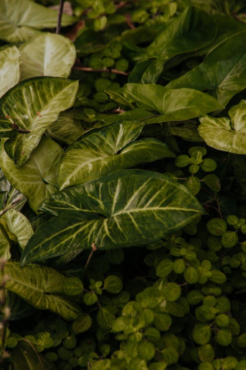 Ilmainen kuvapankkikuva tunnisteilla kasvikunta, kasvu, kesä
