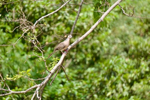Free A spotted dove rests gracefully on a tree branch amidst lush greenery, showcasing serene wildlife. Stock Photo