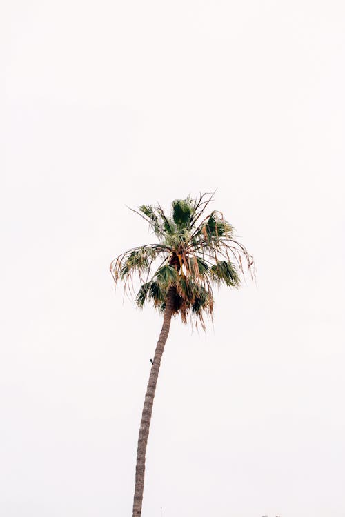Фотография кокосовой пальмы в селективном фокусе