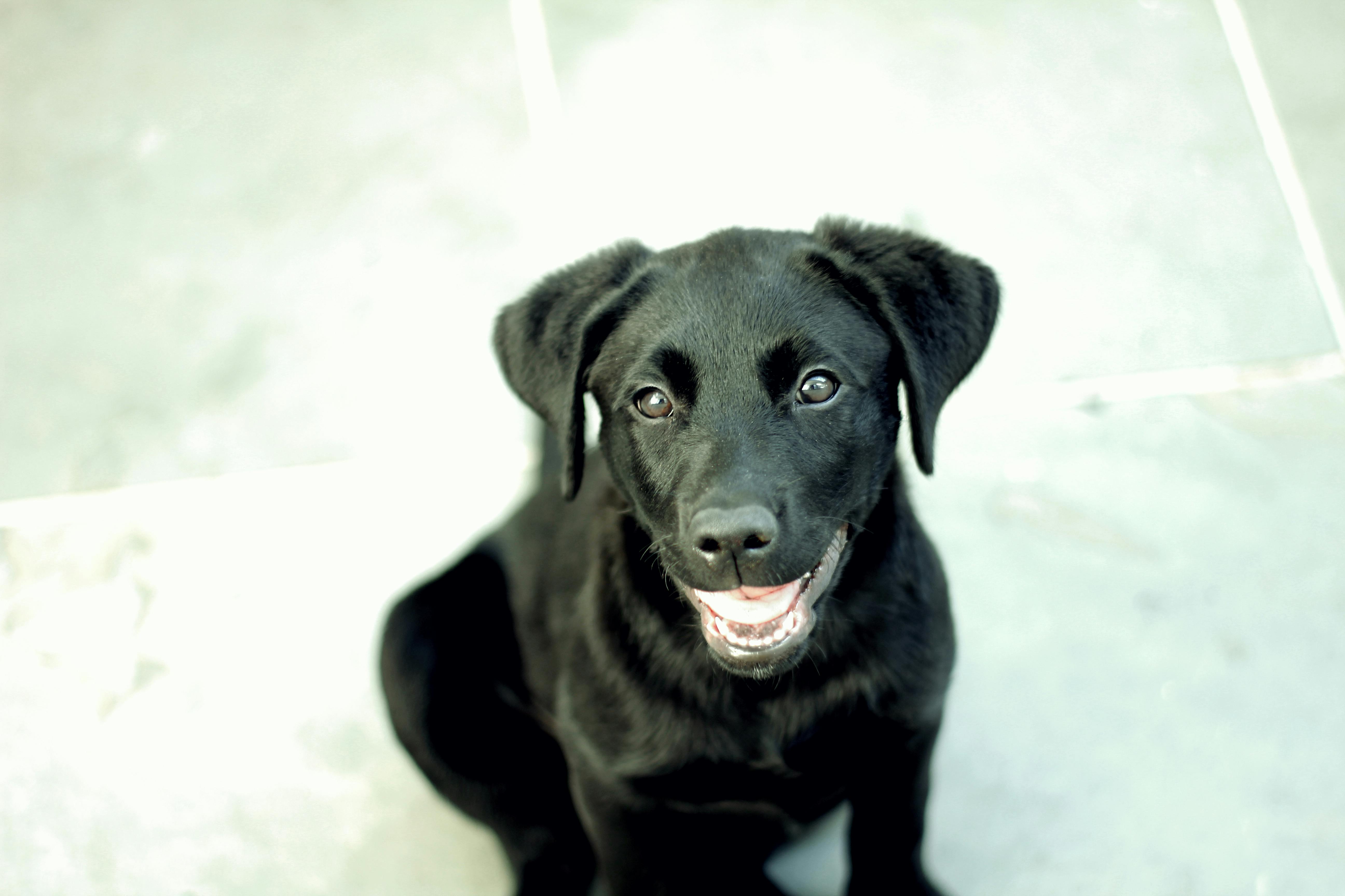 Foto Stok Gratis Tentang Anjing Anjing Hitam Bayi Kecil
