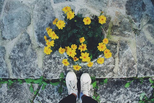 Top View of Blooming Yellow Flowers