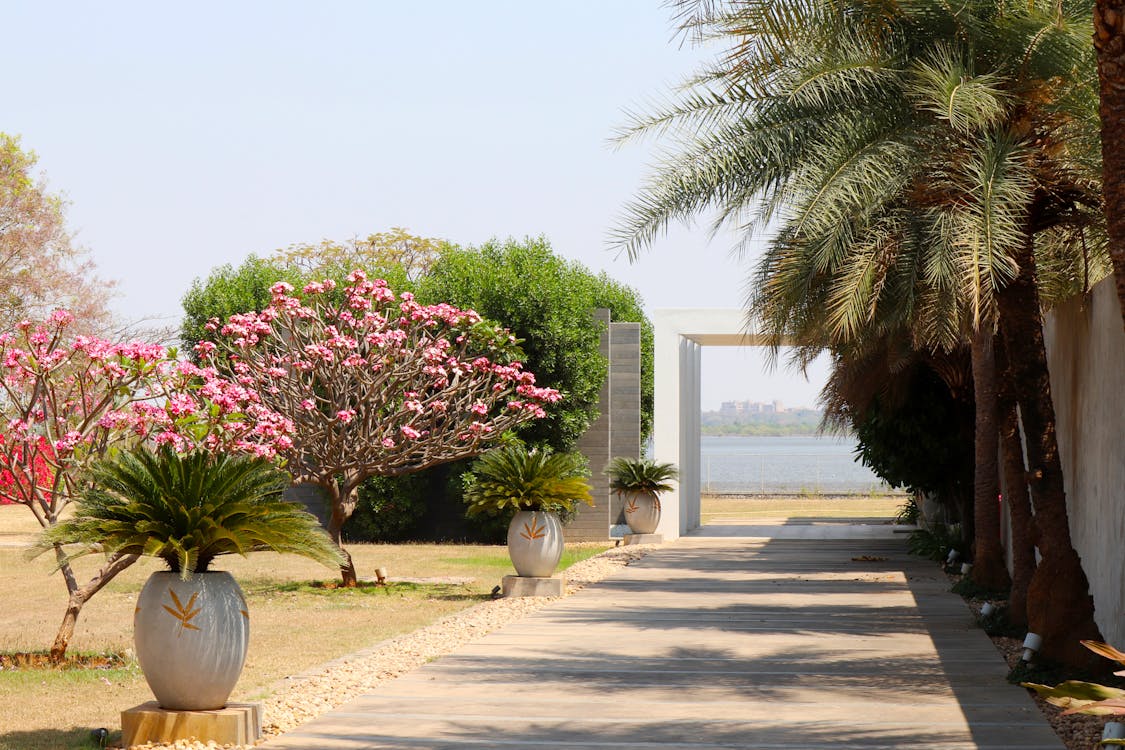 A pathway with palm trees and flowers in front of a lake