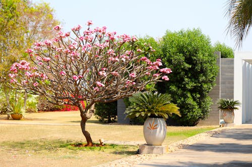 A tree with pink flowers in a planter