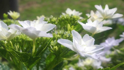 Free stock photo of hydrangea, white Stock Photo