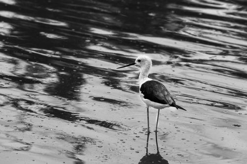 Free Monochrome image of a Black-winged Stilt wading in water, showcasing nature's elegance in Bangkok. Stock Photo