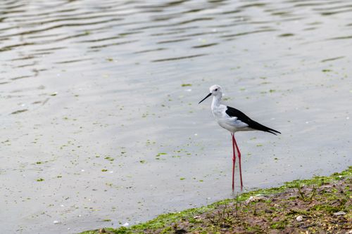 Free A Black-winged Stilt wading in water near Bangkok, Thailand, showcasing its long legs. Stock Photo