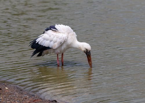 Free Asian Openbill Stork actively feeding in a tranquil water body in Bangkok, Thailand. Stock Photo