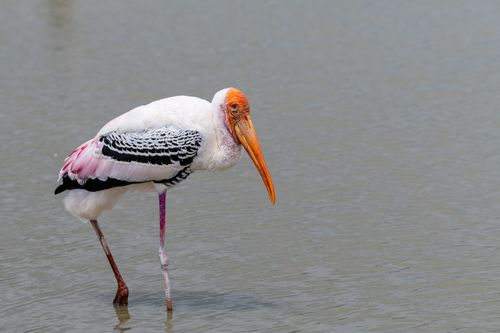 Free A painted stork stands gracefully in a lake, showcasing vibrant plumage against serene water. Stock Photo