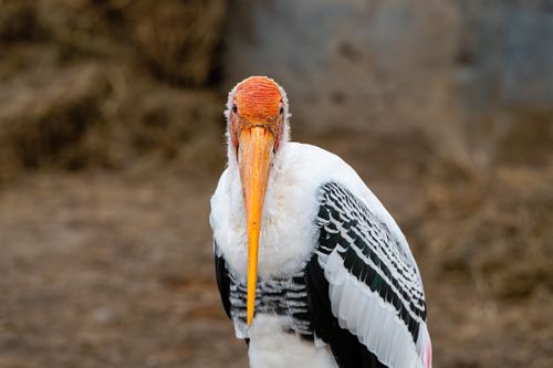 Free Detailed close-up of a painted stork standing outdoors in Bangkok, Thailand. Stock Photo