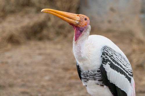 Free Close-up of a painted stork standing in its natural habitat in Bangkok, showcasing its distinctive vibrant beak. Stock Photo