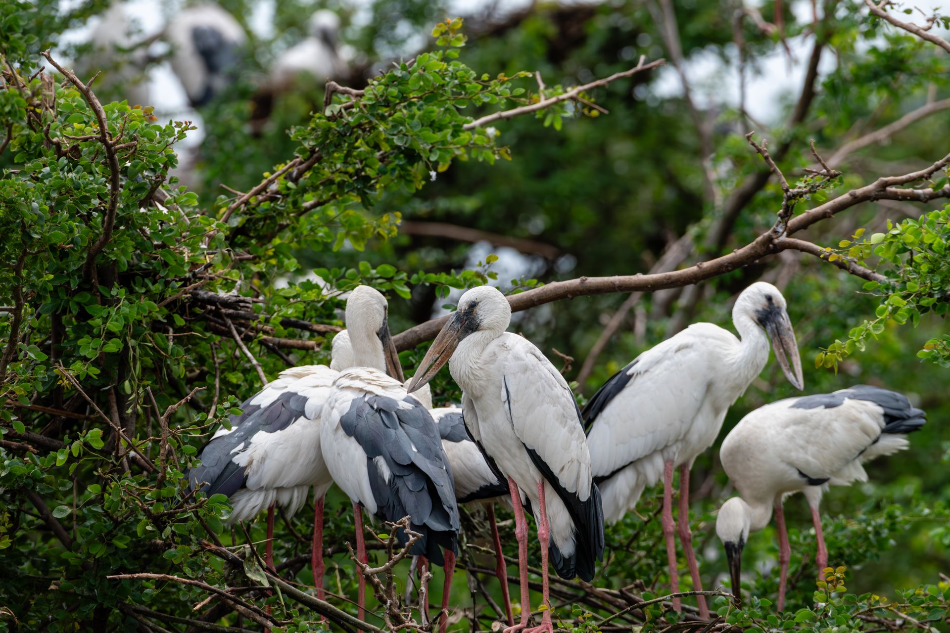 Asian Openbill Storks