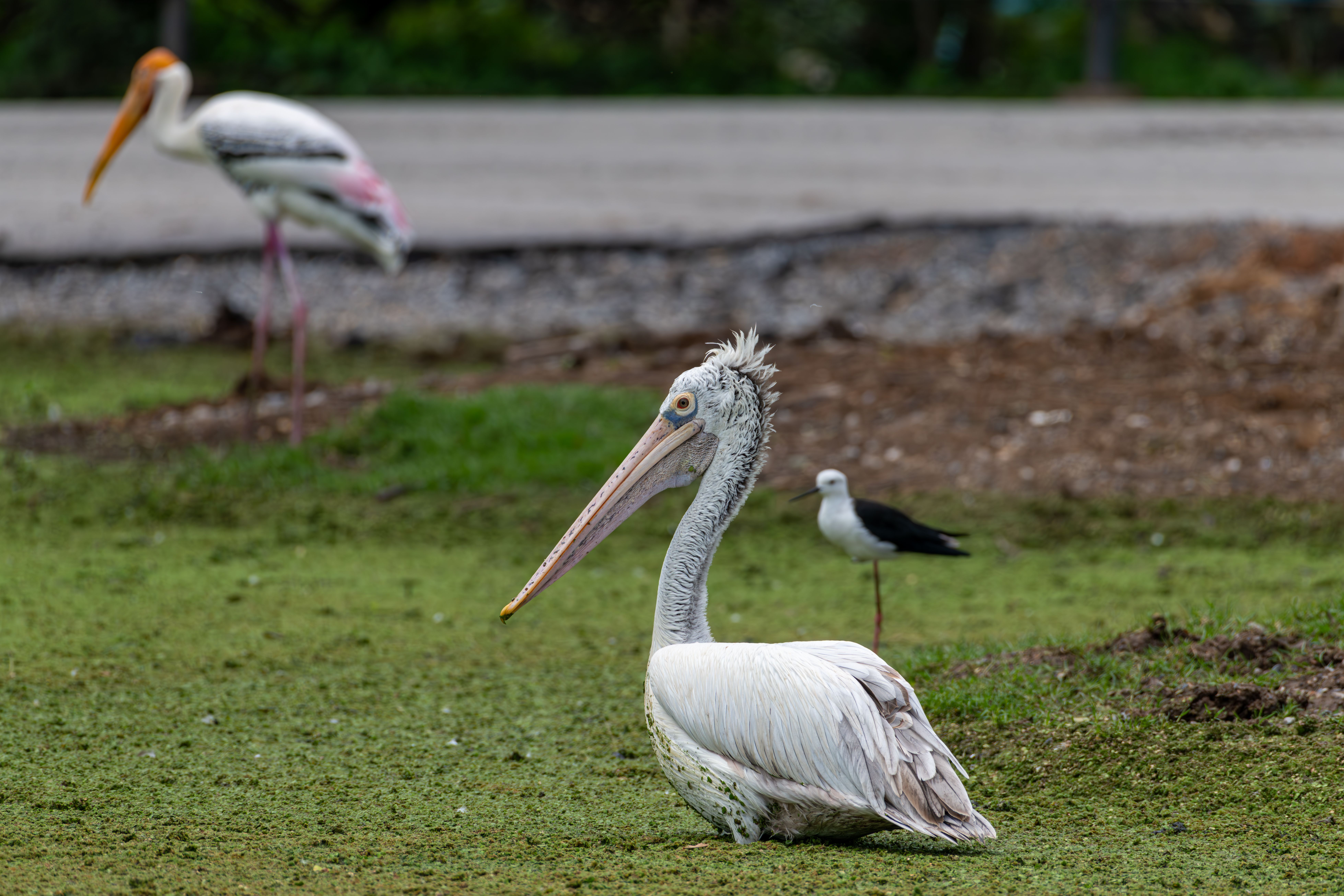 White Pelican · Free Stock Photo