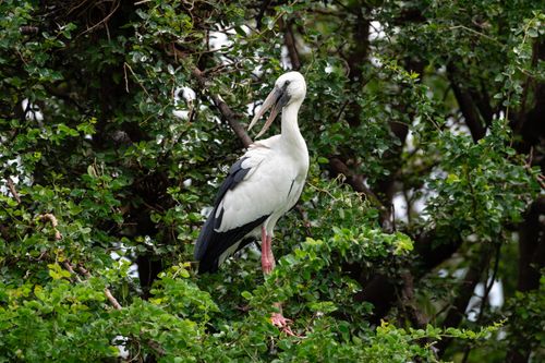 Free A close-up of an Asian Openbill Stork standing amidst dense foliage, captured in full detail. Stock Photo