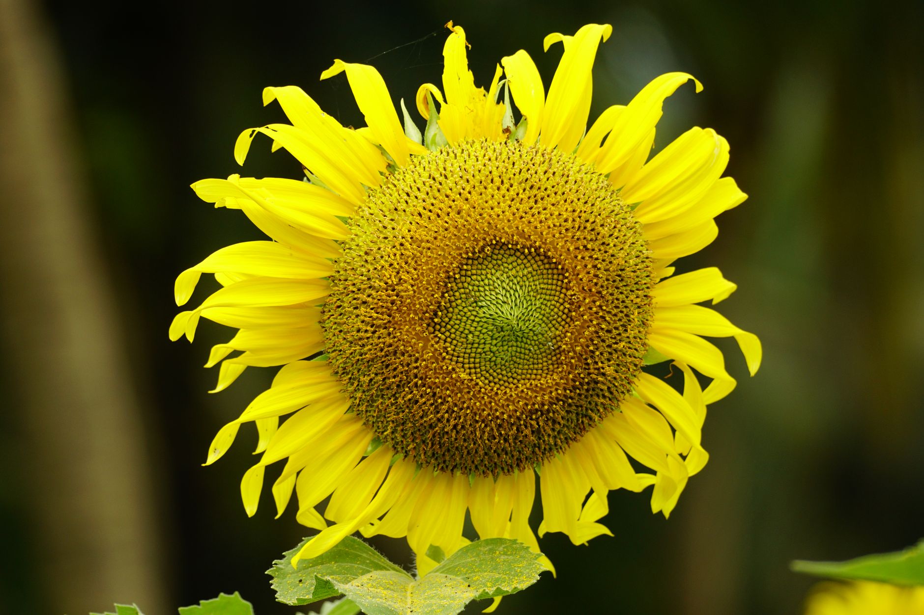 Sunflower Pest and Disease Management in Kenya