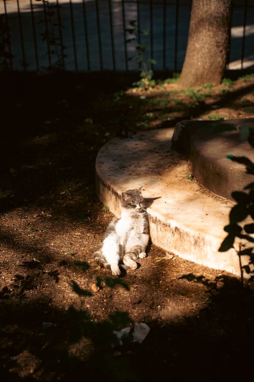 ネコ, パーク, 不気味の無料の写真素材