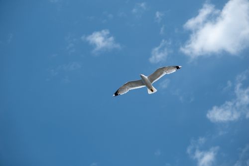 Free A seagull with spread wings flying gracefully against a clear blue sky. Stock Photo