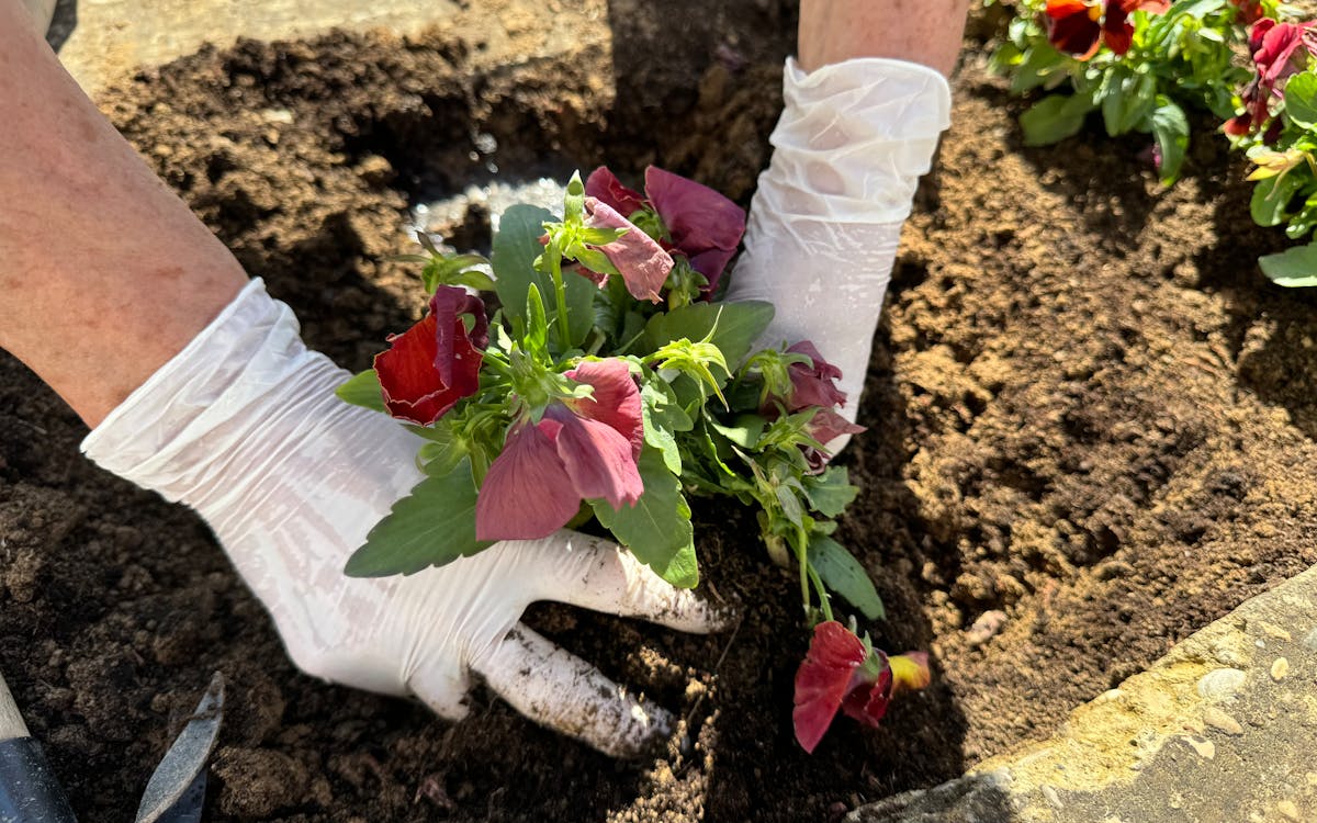 Close-up of a gardener wearing gloves planting colorful flowers in rich soil outdoors.