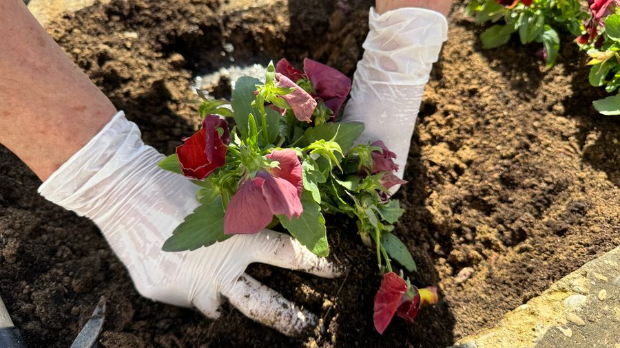 Trending in Australia: how I’d prep my garden for an El Niño summer