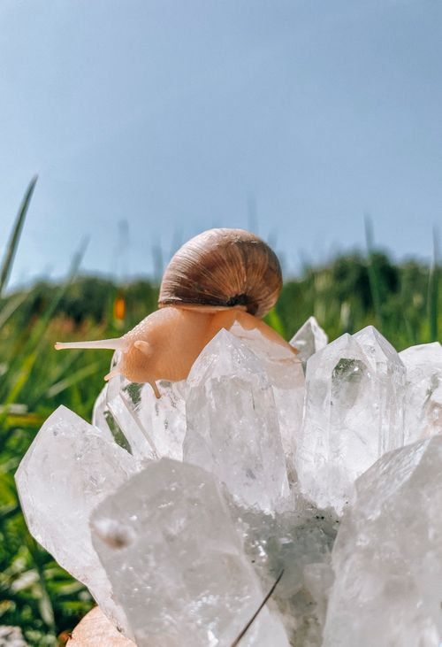 Free A snail crawling on clear quartz crystals against a green outdoor backdrop in Serbia. Stock Photo
