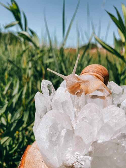 Free stock photo of biology, country life, crystal