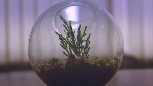 Gratis lagerfoto af dekoration, glas, plante