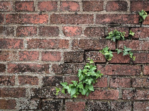 A brick wall with ivy growing out of it