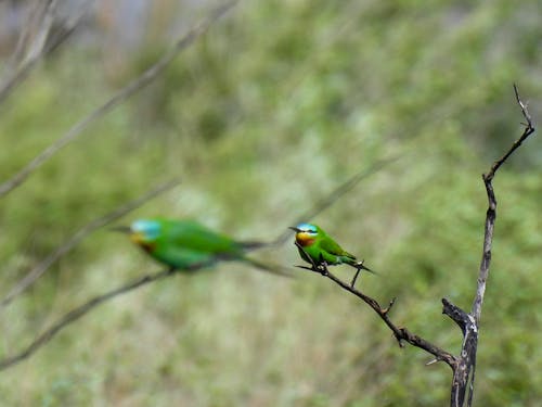 Gratis lagerfoto af fugl, grøn, lyse-grøn
