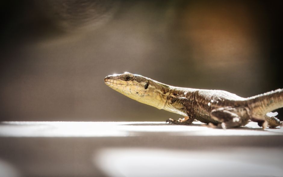 Close-up of a Maltese wall lizard basking in sunlight, showcasing its intricate camouflage and reptilian features.