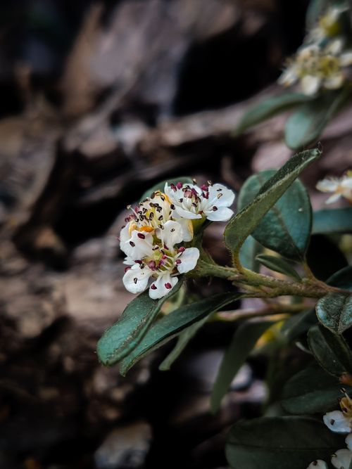 Free Flowers Stock Photo