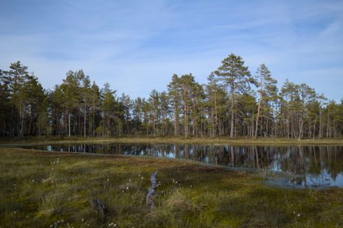 Free Serene view of an evergreen forest reflecting on a still lake, capturing nature's tranquility. Stock Photo