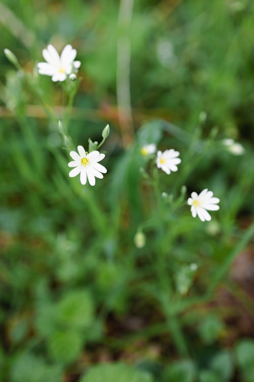 A close up of some white flowers in the grass