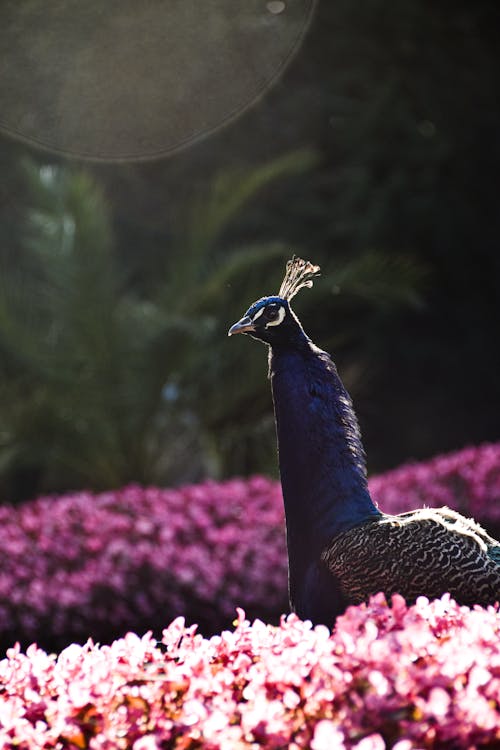 A peacock is standing in a field of flowers