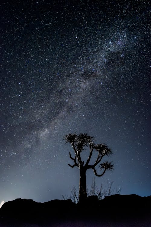 Milky Way raising over a lone quiver tree