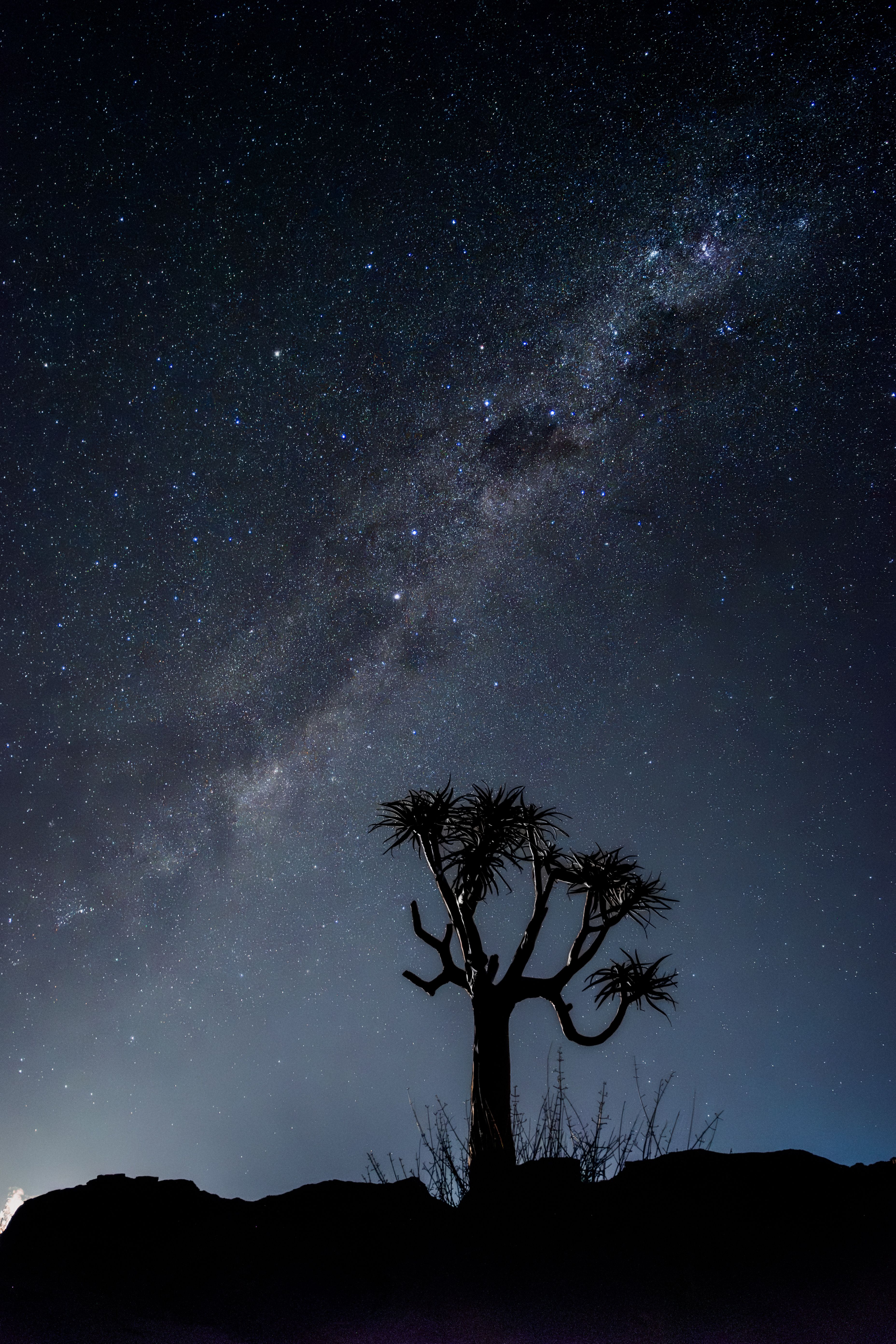 Milky Way raising over a lone quiver tree · Free Stock Photo