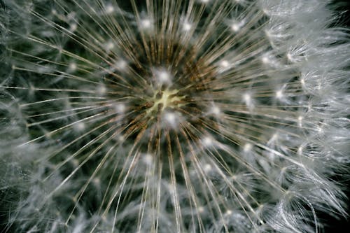 A close up of a dandelion seed
