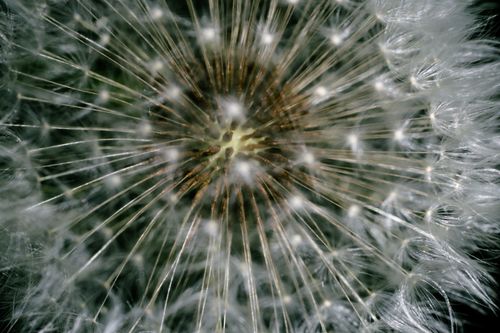 Free Detailed close-up of a dandelion, highlighting its intricate seed structure and delicate beauty. Stock Photo