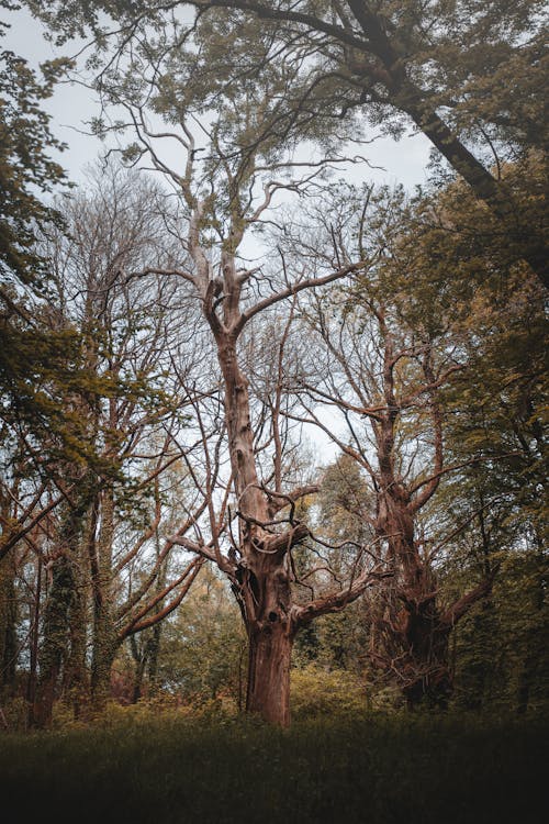 medow, urbex, 公園 的 免費圖庫相片