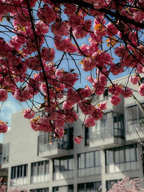 Free Vibrant pink cherry blossoms blooming in front of a modern building during springtime. Stock Photo