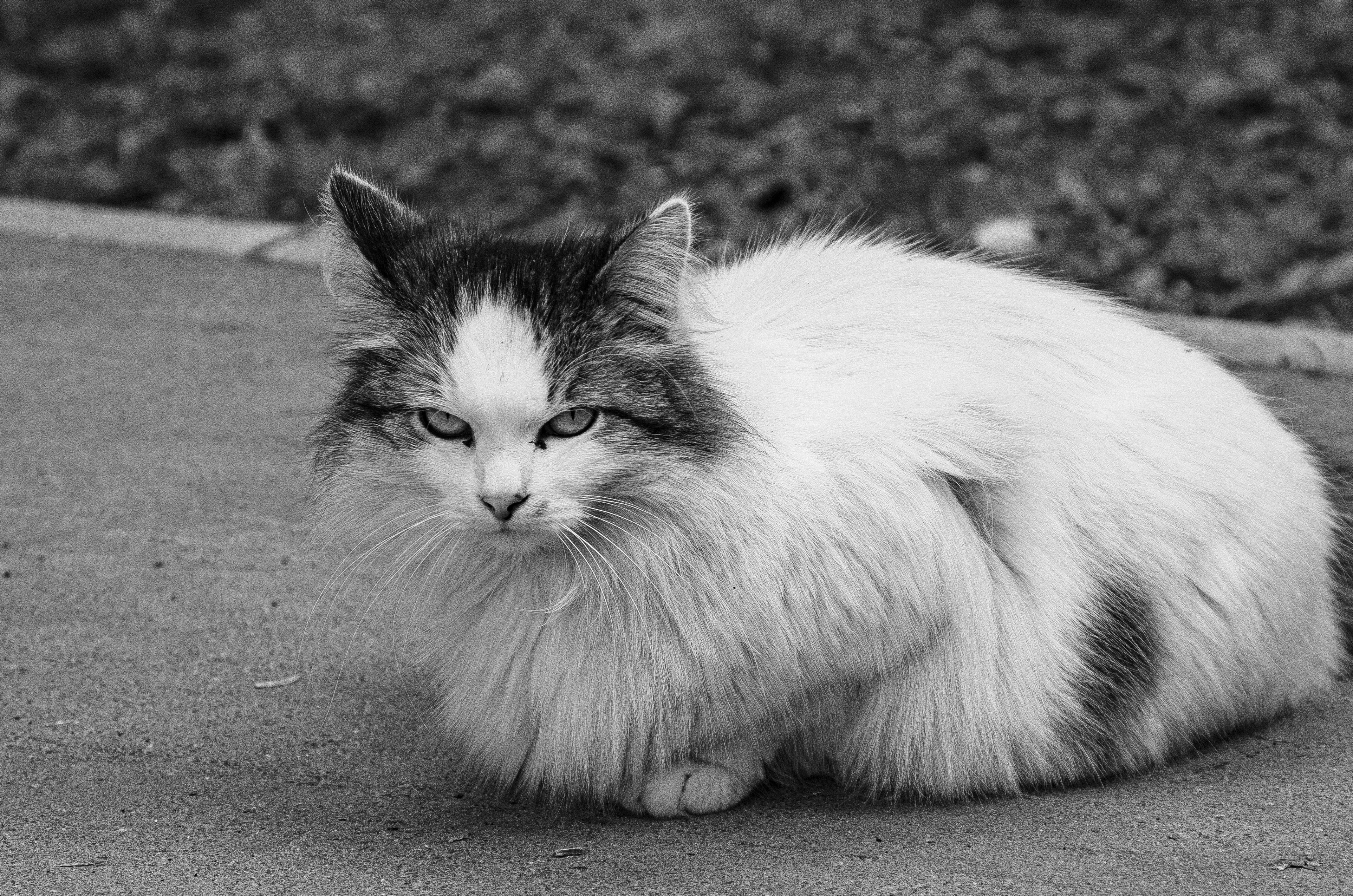 Portrait of a pet at a veterinary clinic