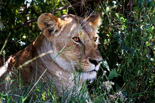 Lioness in the bush